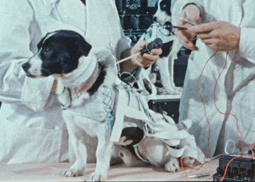 Laika y otros perros cósmicos