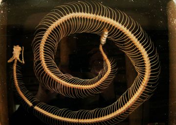 Annie Leibovitz, más allá del papel cuché