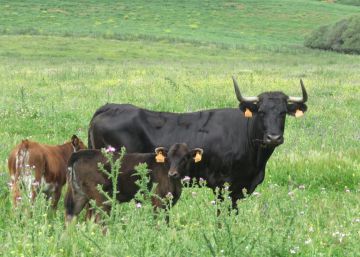 La tauromaquia tiene un problema muy serio de dinero (y no solo público)