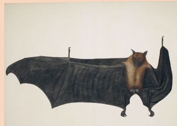 Metropolitan Museum: entre el álbum y la migración digital