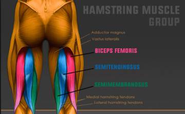 dolor en biceps femoral al correr dolor en biceps femoral al correr