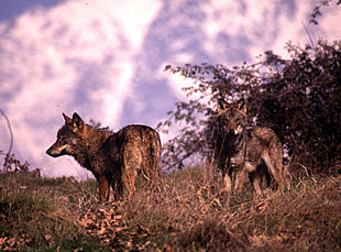 avistamientos de lobos en teruel