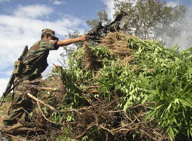 Un soldado mexicano quema una plantaciÃ³n de marihuana en Aguililla, en el Estado de MichoacÃ¡n.