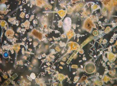 Resultado de imagen de vida microscopica