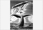 Persecución de la ballena