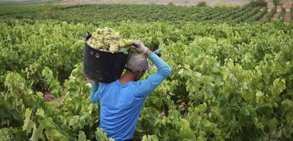 Vineyards in La Rioja region.