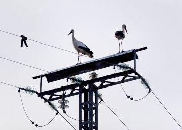 Guerra de planes y tarifas entre las compañías eléctricas ¿Cómo elegir?