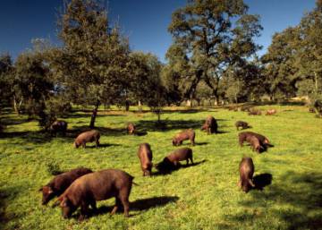 Los ganaderos advierten de la rebaja del 60% de las ayudas en la dehesa