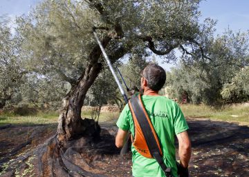 España desplaza a Italia en los principales mercados del aceite