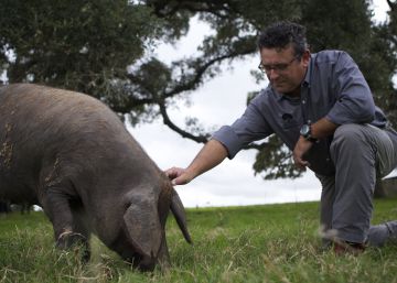 Manuel Murga con un cerdo ib&eacute;rico en Texas.
