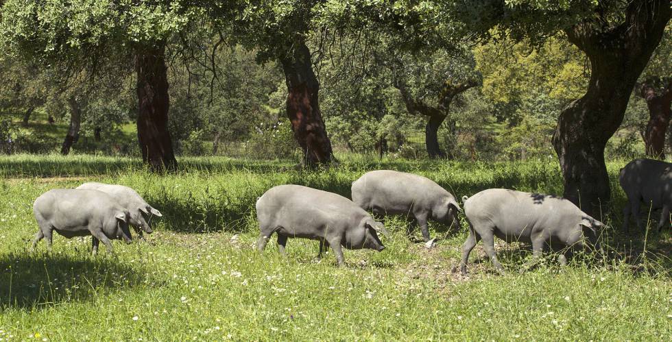 Cerdos ibéricos en una dehesa de Burguillos del Cerro, Badajoz.