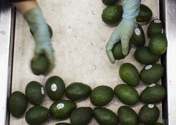 Donald y los aguacates mexicanos