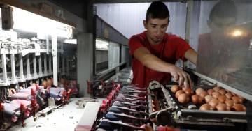 A worker at Spain's Granjas Redondo poultry farm.