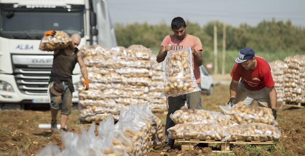 Recogida de patatas en una finca de la localidad sevillana de La Rinconada.rn