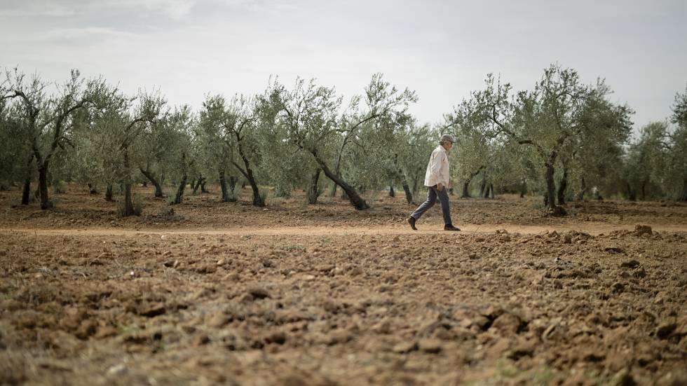 Un olivar en Sevilla agostado por la sequía en octubre.