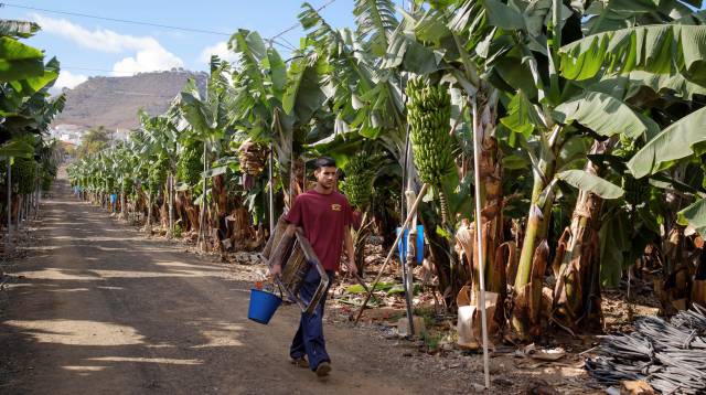 Un joven trabaja en una plantación de plátanos.