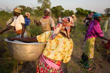 Agricultoras africanas cosechando hojas de moringa.