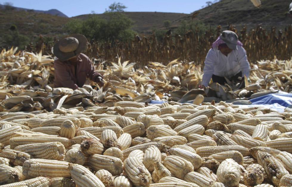 Productores de maíz de Zitlala (Guerrero)