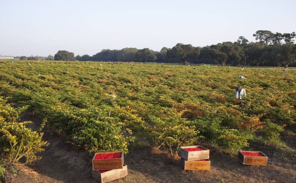 Plantaciones de chile en Avery Island (Luisiana) del grupo McIlhenny.