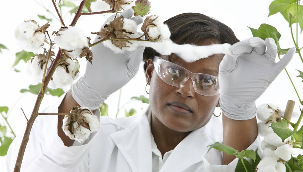 Una investigadora de Bayer analiza un cultivo de algodón. Abajo, Jesús Madrazo, ejecutivo de Crop Science.