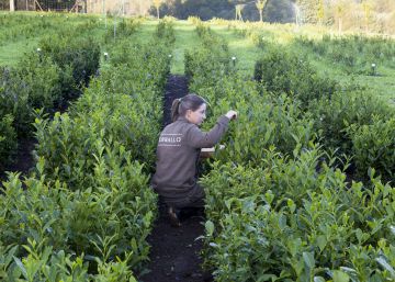 Noticias Sobre Plantas Medicinales El Pais