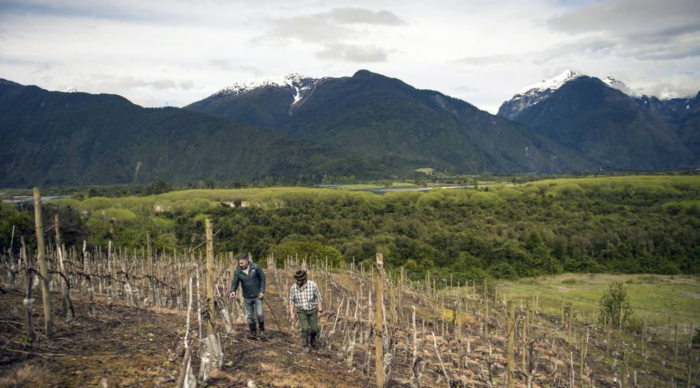 EnÃ³logos en un viÃ±edo de la bodega Villasenor, donde se produce el vino Puelo Patagonia, en la regiÃ³n de Los Lagos (Chile).Â 