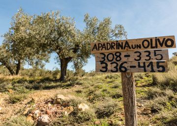 Por qué un olivo de mil años ha conseguido salvar la escuela pública de un pueblo de Teruel