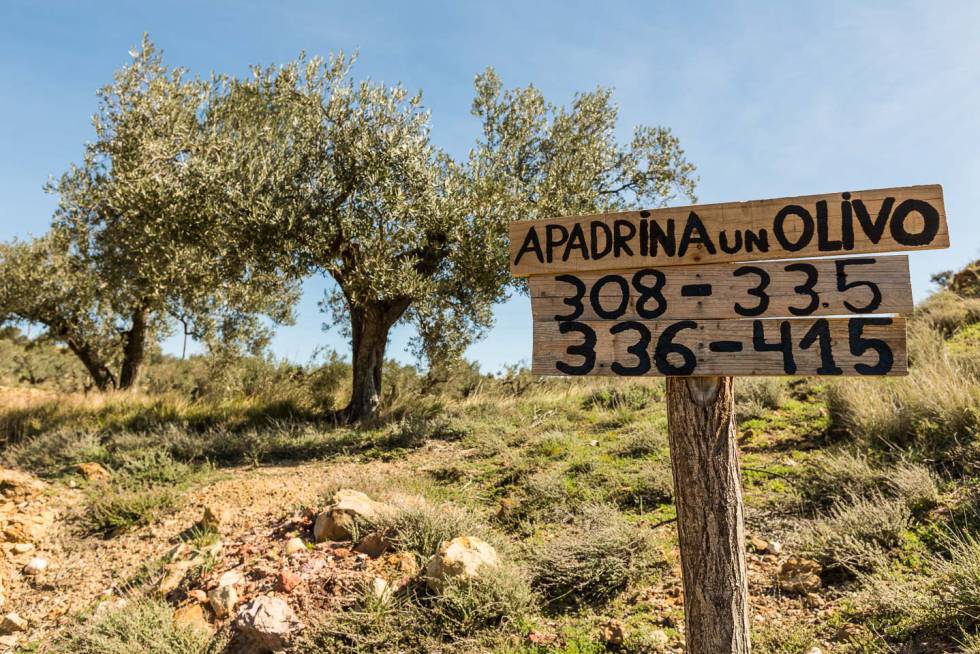 Un cartel en el olivar de Oliete (Teruel) indica la ubicación de los olivos que están apadrinados.