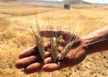 Las ventajas de tener una fábrica de harina en el pueblo