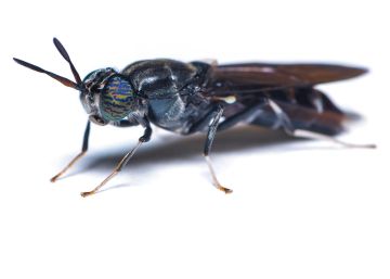 Por qué la larva de esta mosca puede salvar el mundo (y hacerte rico)