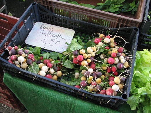 Rabanos multicolores