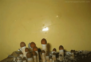 Tumblr_mjnn8f7Wum1s422lgo1_400