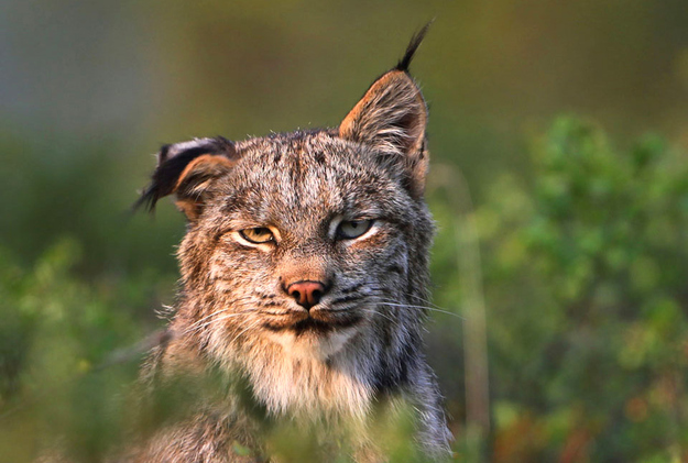El Santo Grial del bebedor: un remedio definitivo para la resaca