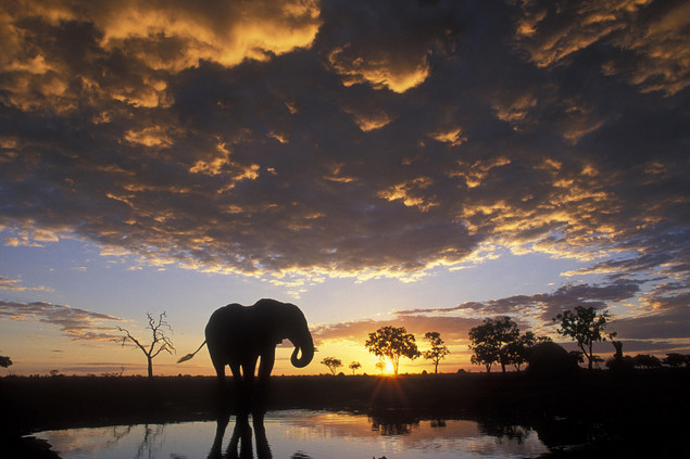 Cosas que hacer en Botswana, sin necesidad de matar elefantes