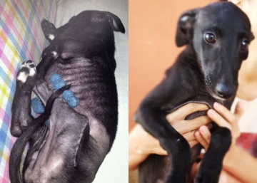 El galgo balón y otras historias sin razón