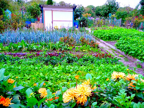 El Jardín compartido: ¡A las hierbas, ciudadanos! | Blog