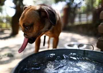 El milagro de 'Fresa' y otros hachazos