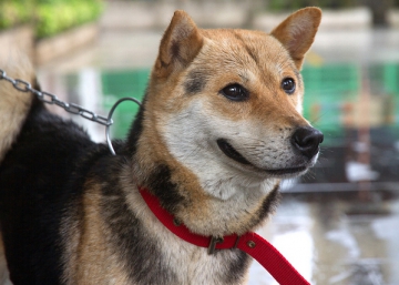 Por qué esta ONG animalista ha conquistado al mundo desde Madrid