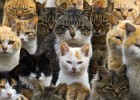 Gatos en la peque&ntilde;a isla japonesa de Aoshima.
