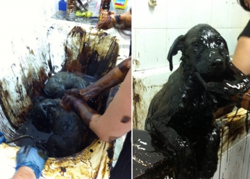 Tres cachorros en una poza de alquitrán