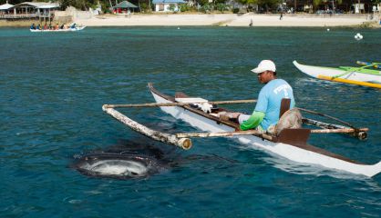 En Oslob alimentan con plancton a los tiburones ballena para asegurar su presencia cercana a la costa.