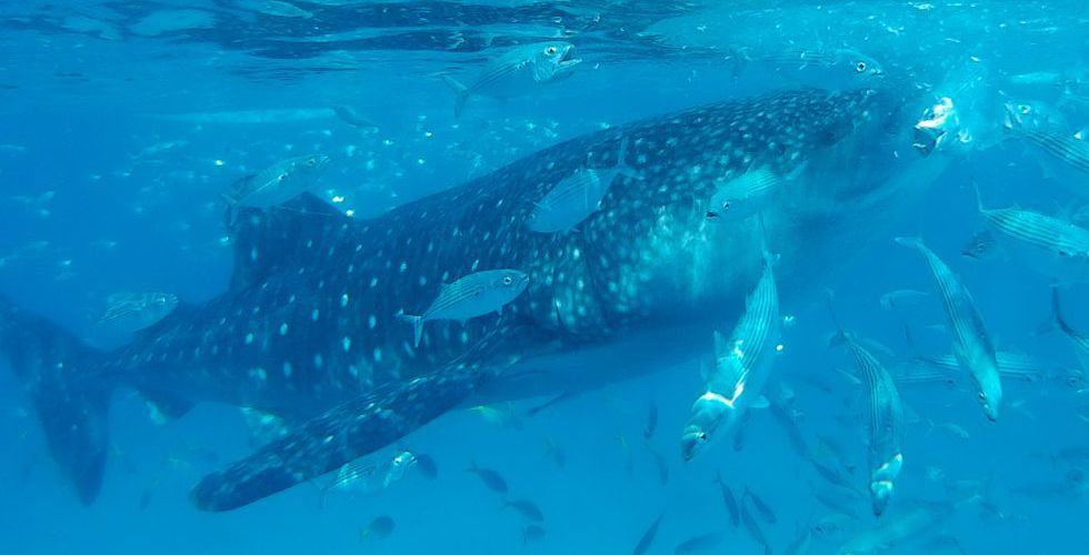 Antes de que surgiese el proyecto en Donsol, 800 tiburones ballena fueron apresados en Filipinas. La pesca de uno sólo de estos ejemplares se pagaba a 230.000 euros.