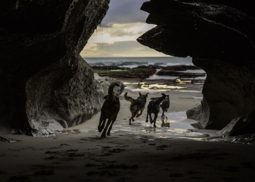 El trabajo a cuatro patas