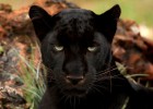 Cámaras espía logran ver las manchas ocultas de las panteras negras