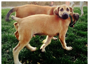 Final feliz: 'Chapa' y 'Pote' encuentran el hogar perfecto para ellos