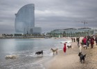 Barcelona tindrà una platja per a gossos
