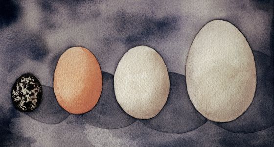 El nacionalismo y los huevos