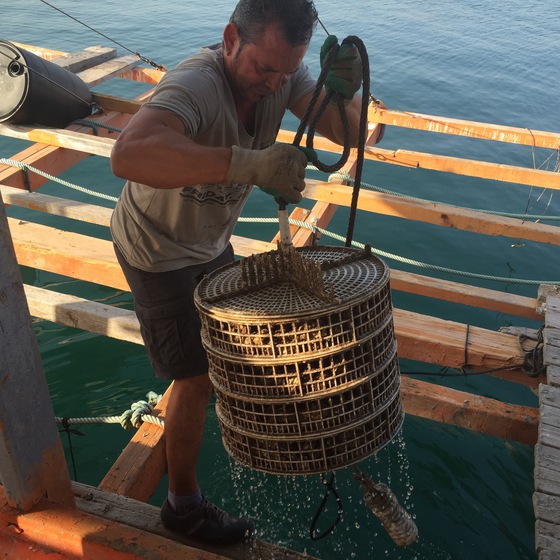 El banco de ostras valenciano | Blog Gastronotas de Capel | EL PAÍS