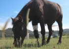 Spain’s first amputee pony dies, but her prosthesis will live on...