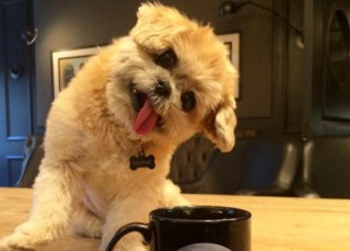 Conoce a la Kim Kardashian del mundo canino